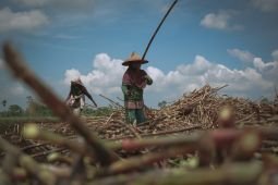 Petani Tebu Mitra SGN raup keuntungan