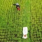 Pupuk Indonesia tegaskan petani jadi prioritas pupuk terjangkau
