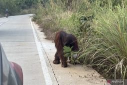 Bornean orangutan spotted three times along East Kalimantan road