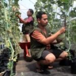 Inovasi pertanian melon berkelanjutan di Ngawi