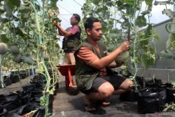 Inovasi pertanian melon berkelanjutan di Ngawi