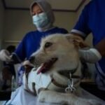 Vaksinasi rabies gratis di Tulungagung