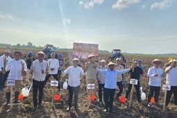 SGN tanam perdana perluasan areal tebu guna perkuat produksi gula
