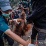 BKSDA Kalbar: Asap diduga renggut nyawa Orangutan Sempurna