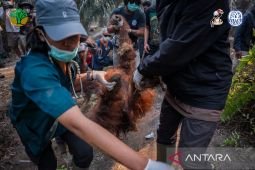 BKSDA Kalbar: Asap diduga renggut nyawa Orangutan Sempurna