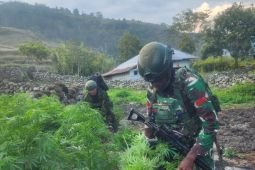 TNI sita 21.400 batang ganja diduga milik OPM