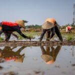 Nilai tukar petani Agustus 2026 naik