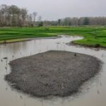 Pemanfaatan Waduk Saradan jadi lahan pertanian saat kemarau