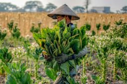 Produksi tembakau Jatim tertinggi nasional