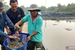 Pemerintah dorong peningkatan produktivitas tambak udang tradisional