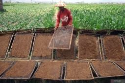 Pengeringan tembakau rajangan