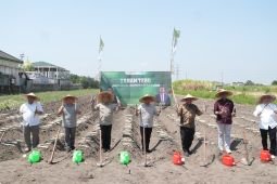 SGN dorong peremajaan tebu di Kediri dengan bongkar ratoon