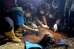 Satu orangutan diselamatkan dari area karhutla di Kotim