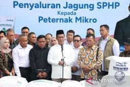 Andi Amran siapkan skema serap jagung untuk tekan biaya pakan