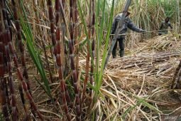 Pemkab Tulungagung dukung produktivitas tebu lewat bongkar ratoon
