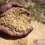 Menko Zulhas sebut biaya produksi beras capai Rp14 ribu per kg