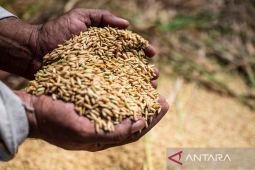 Menko Zulhas sebut biaya produksi beras capai Rp14 ribu per kg