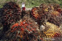 Kemendag: Harga referensi CPO turun pada November 2026