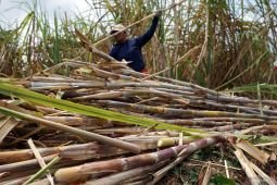 Panen tebu program peremajaan tanaman di Tulungagung