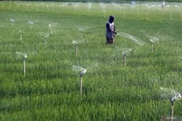 Sistem penyemprotan pada budi daya bawang merah