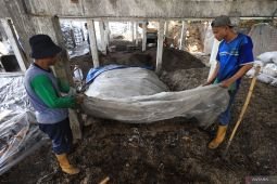 Produksi pupuk kompos fermentasi dari ampas tebu