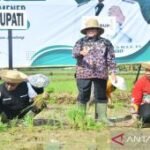 Produksi beras di Sumenep meningkat 3,64 persen