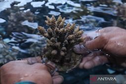 Indonesia siapkan forum kemitraan global untuk lindungi terumbu karang