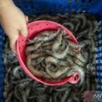 Pemerintah targetkan produksi udang capai 1,69 juta ton pada 2029