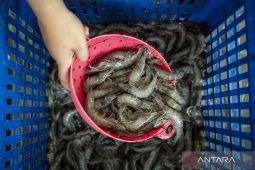 Pemerintah targetkan produksi udang capai 1,69 juta ton pada 2029